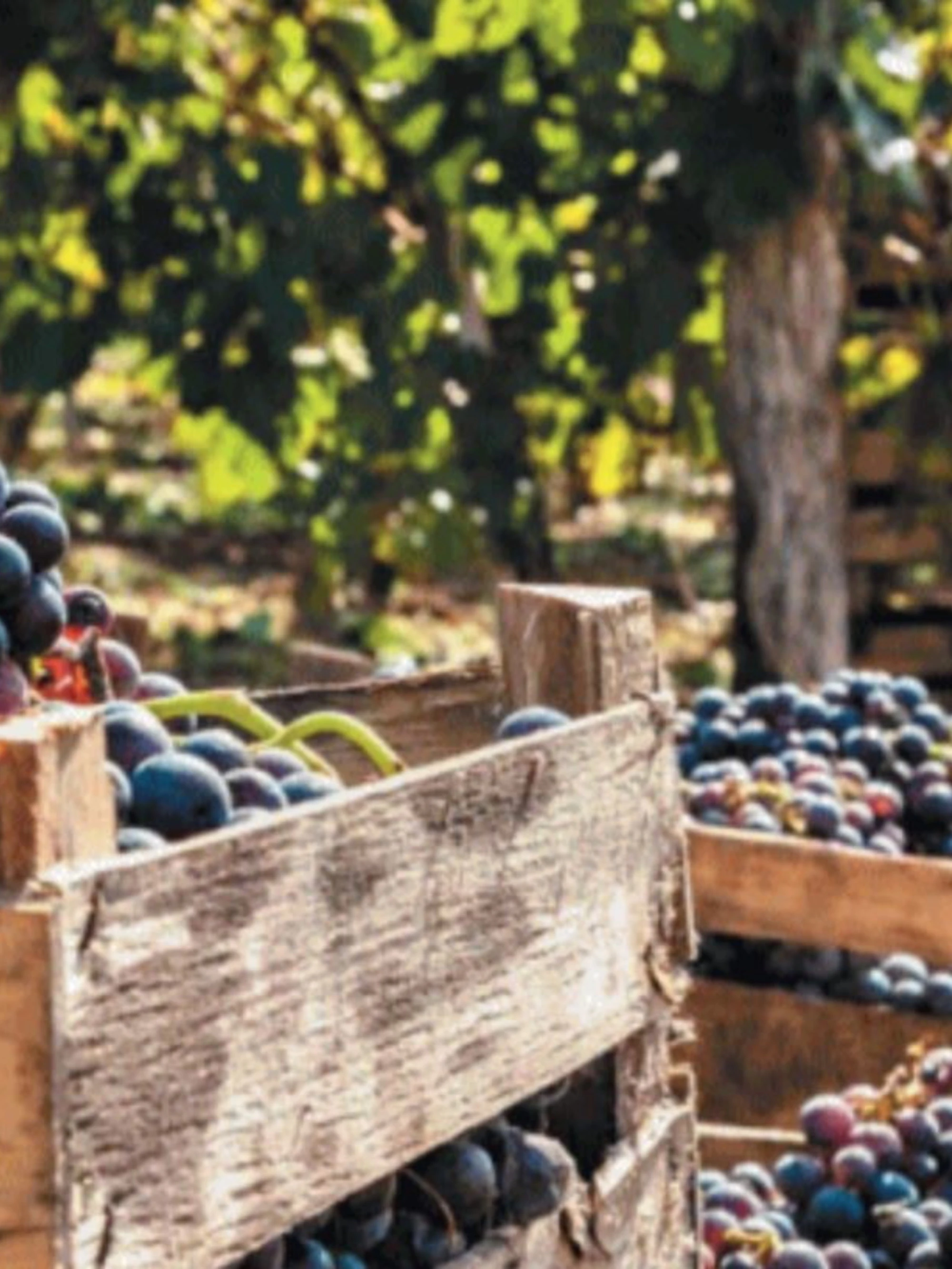 La vendemmia è in anticipo: sarà un’annata di quelle buone