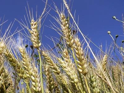Vicino il tetto massimo di produzione mondiale di grano, verso l'incremento 0