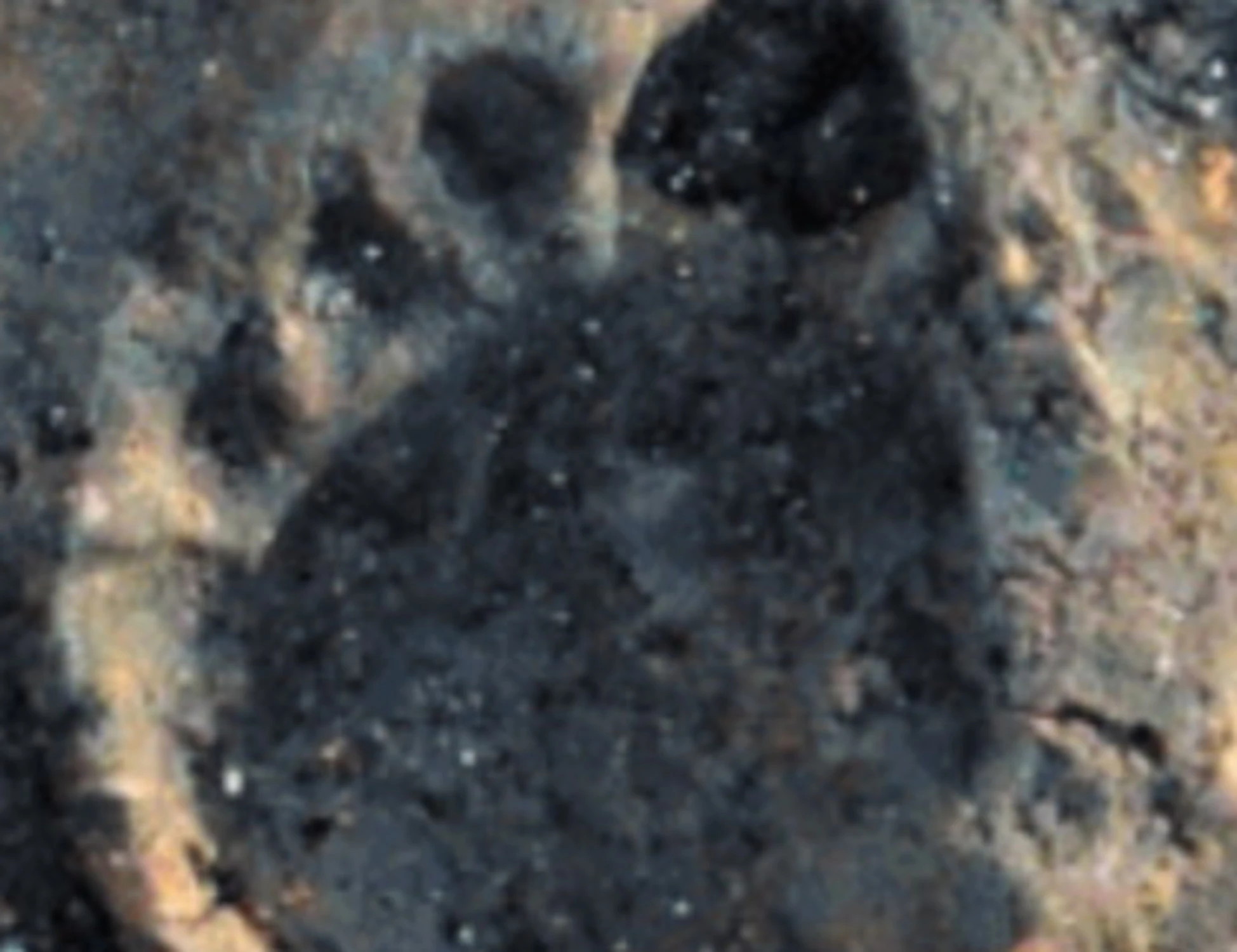 Cane domestico, in Liguria scoperta la prima orma: è di 1mila anni fa