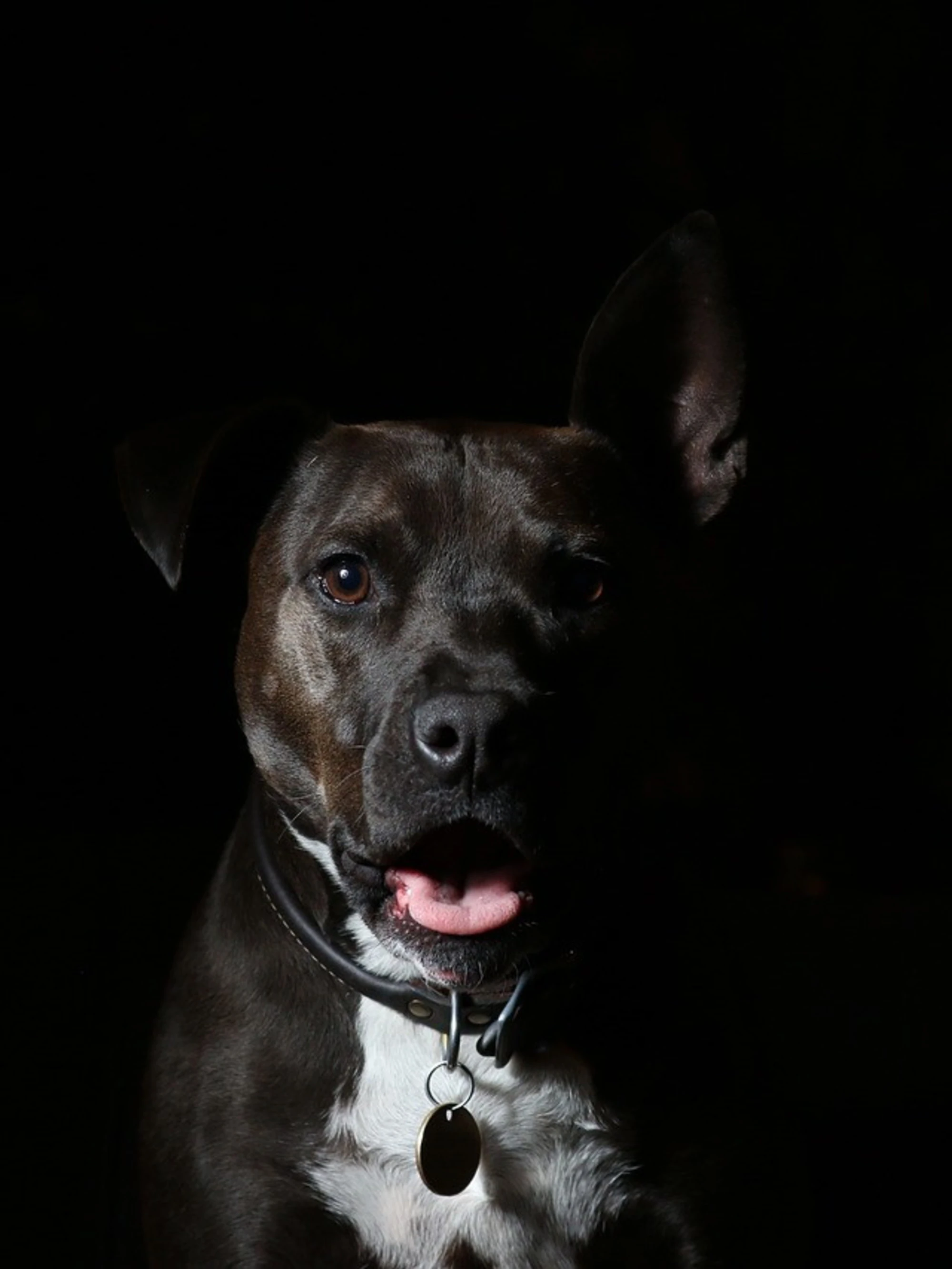 Erina Licari, una morte atroce davanti casa: come l'ha ridotta un cane inferocito