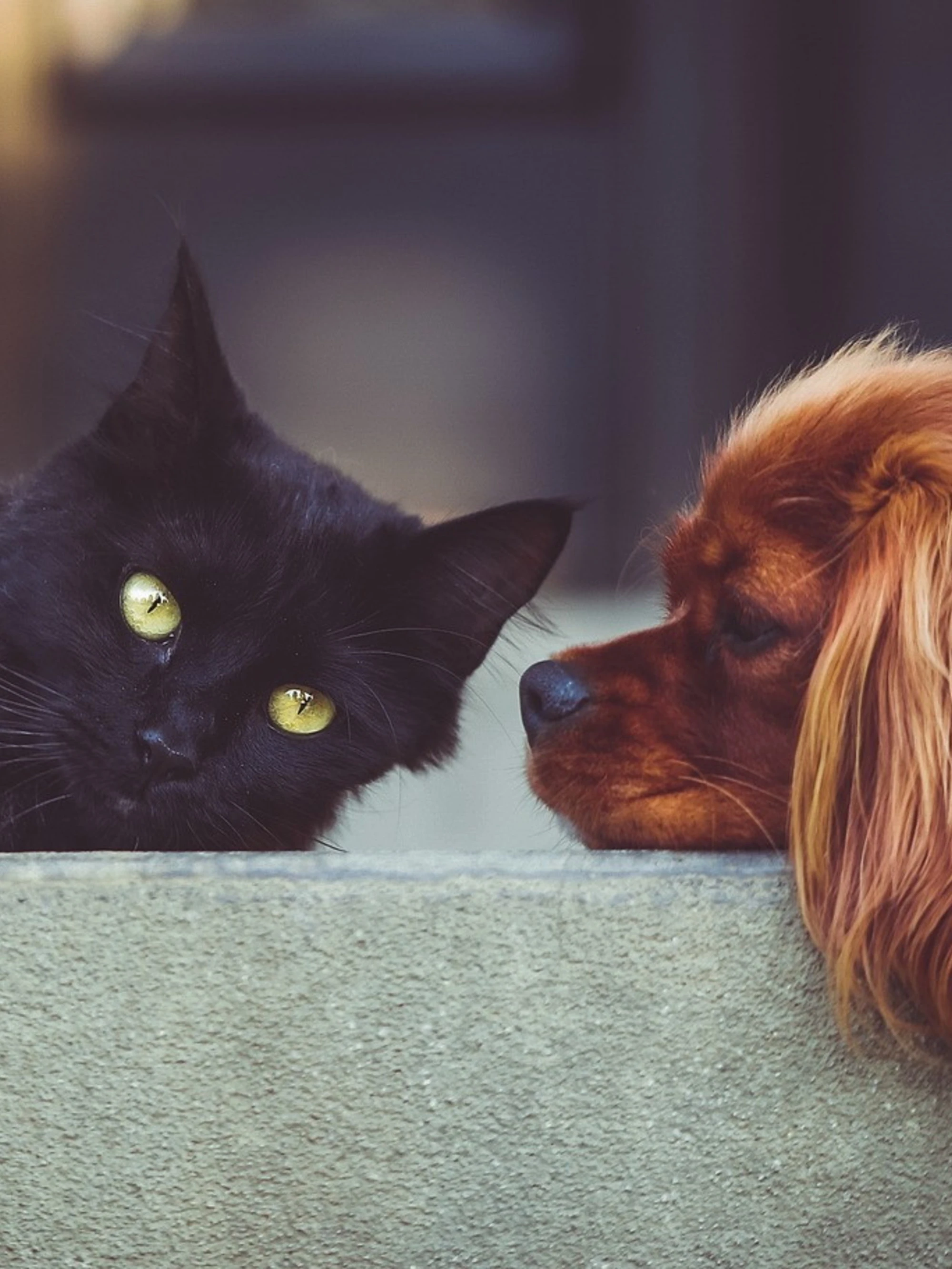 Come prendersi cura di cane e gatto anche se non ci siamo