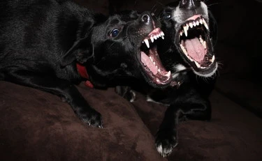 Focene, sbranato da 2 pitbull fuori controllo: il dramma di Dodo