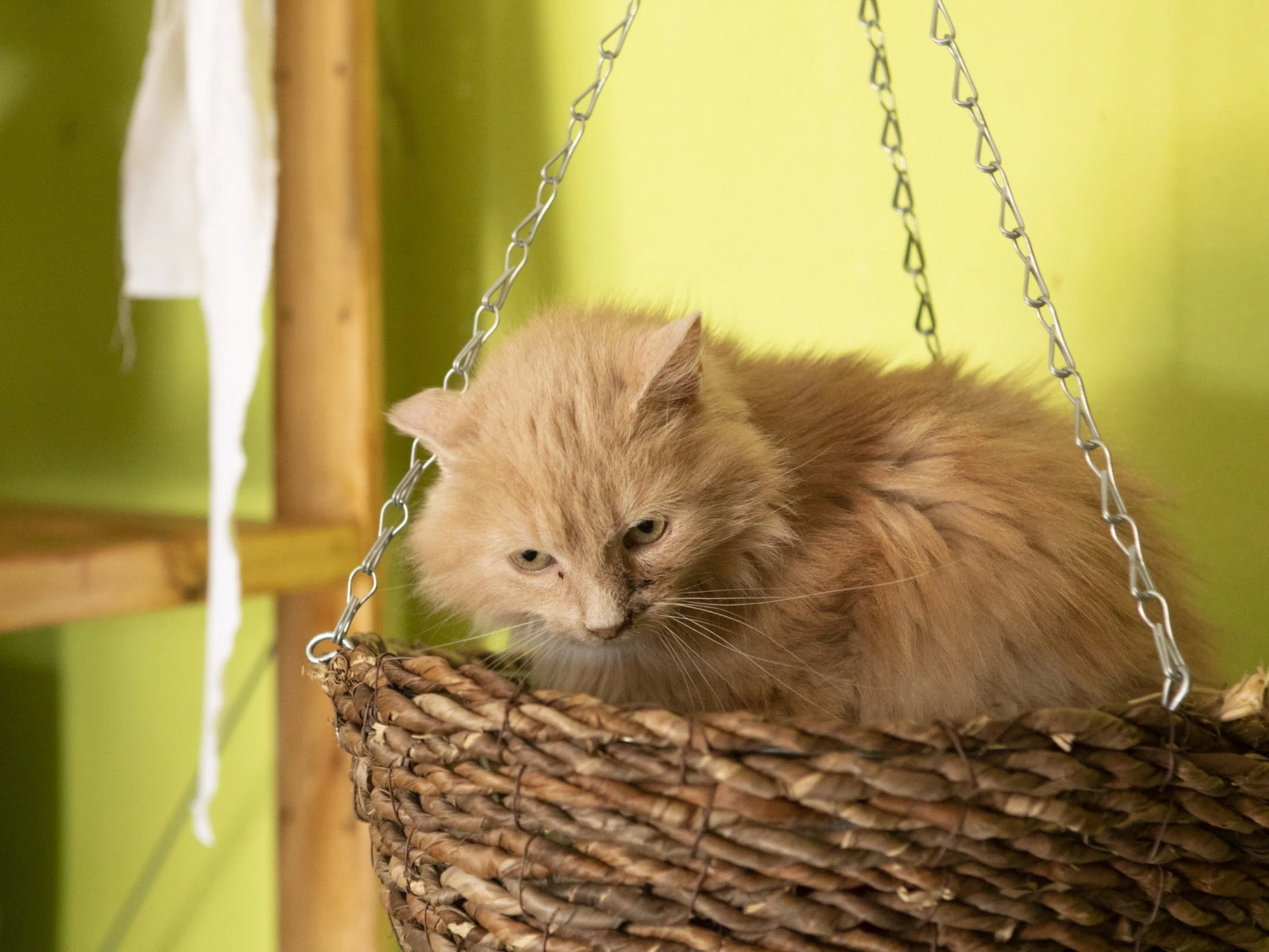 L’illogicità dell’economia spiegata ai gatti