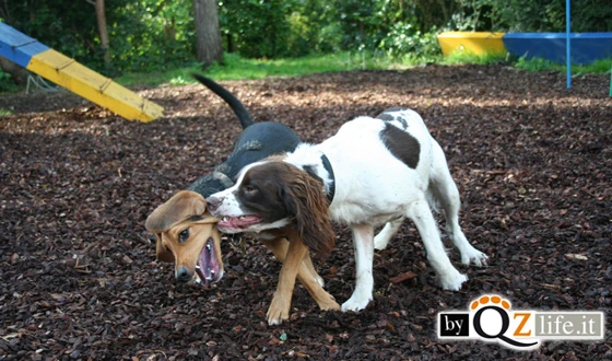 Gestire l'aggressività tra cani maschi