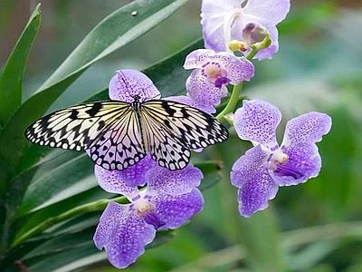 Farfalle di prateria in pericolo, diminuite del 50% in 20 anni in Europa