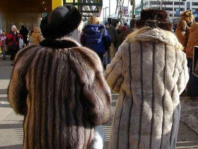 Giù i prezzi di pellicce di visone, animalisti chiedono stop ad allevamenti