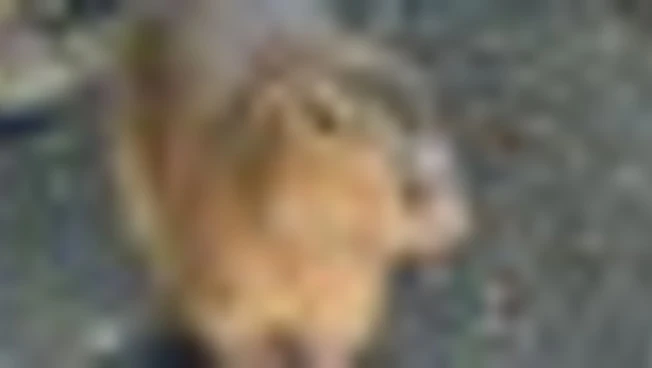 Al bioparco Zoom di Torino arrivano tre simpatiche sorelle capibara