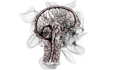 Il declino cognitivo parte dall'intestino: la scoperta sul microbioma