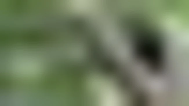 Nella foresta pluviale Congo filmata Likweli, nuova specie di scimmia