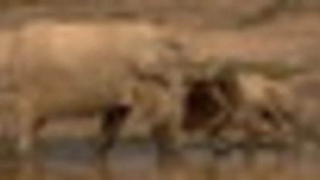 In Africa sono rimasti poco più di 135mila elefanti di foresta