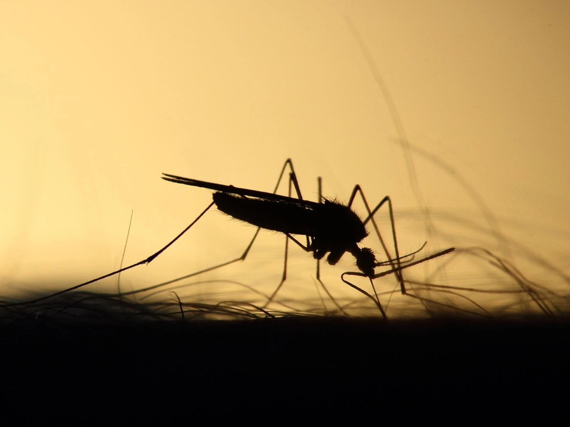 Virus West Nile fatale a un'anziana: sei casi a Latina (ma niente panico)