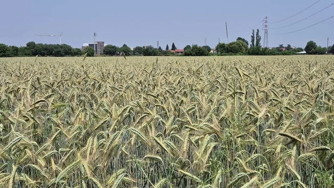 Agricoltura, nuove risorse dal ddl ColtivaItalia