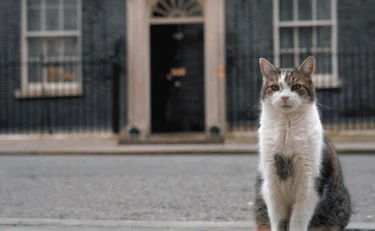 I gatti? Animali imperiali centro del potere inglese