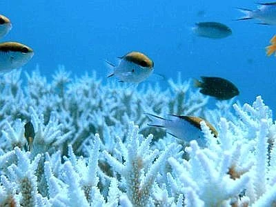 Progetto di direttiva Ue sulla gestione sostenibile di zone costiere e marine