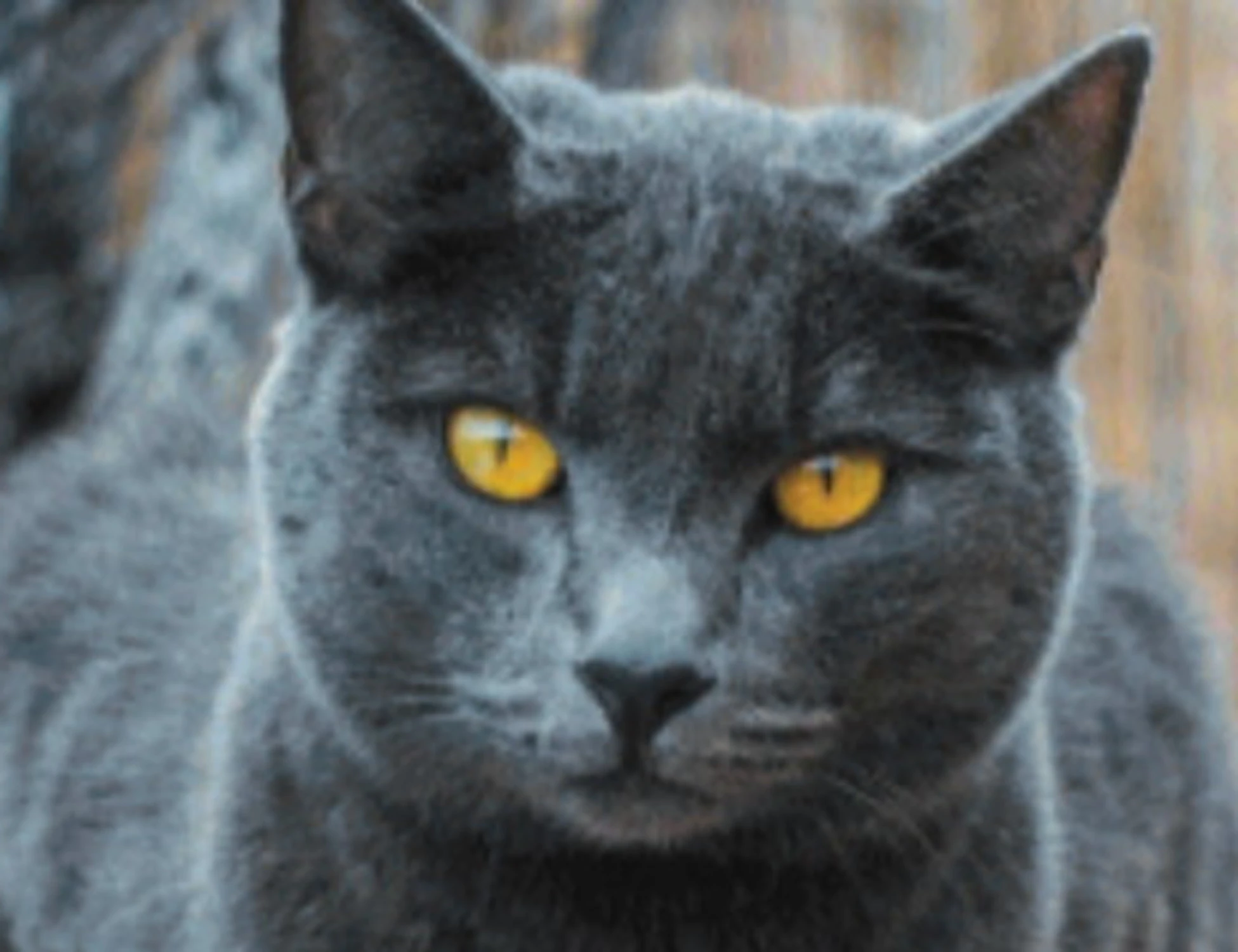 Quanto costa l’amore: per la cura di cani e gatti spendiamo sempre di più