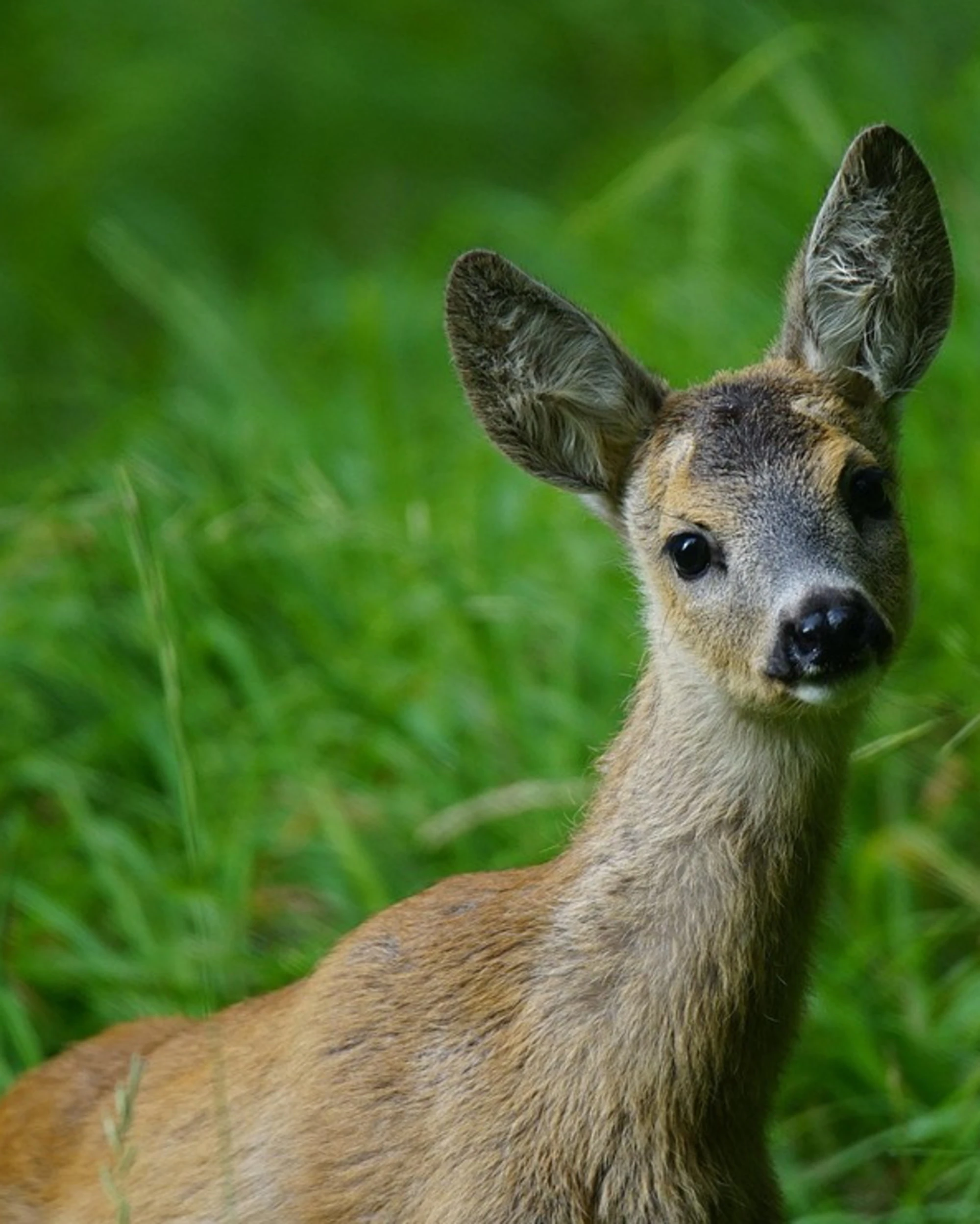 Marche, capriolo decapitato vicino alla casa dell'ambientalista anti-caccia