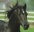 Torna la Fieracavalli