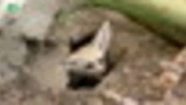 Al Bioparco di Roma nati cinque teneri fennec, i canidi più piccoli