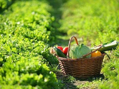 Anci, Italia Nostra e Res Tipica firmano protocollo per gli 'Orti Urbani'
