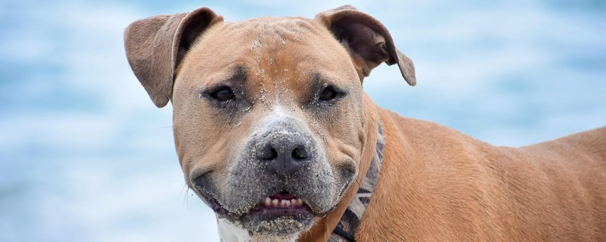 Divorato dai suoi pitbull in casa: Perugia, quando aprono la porta...