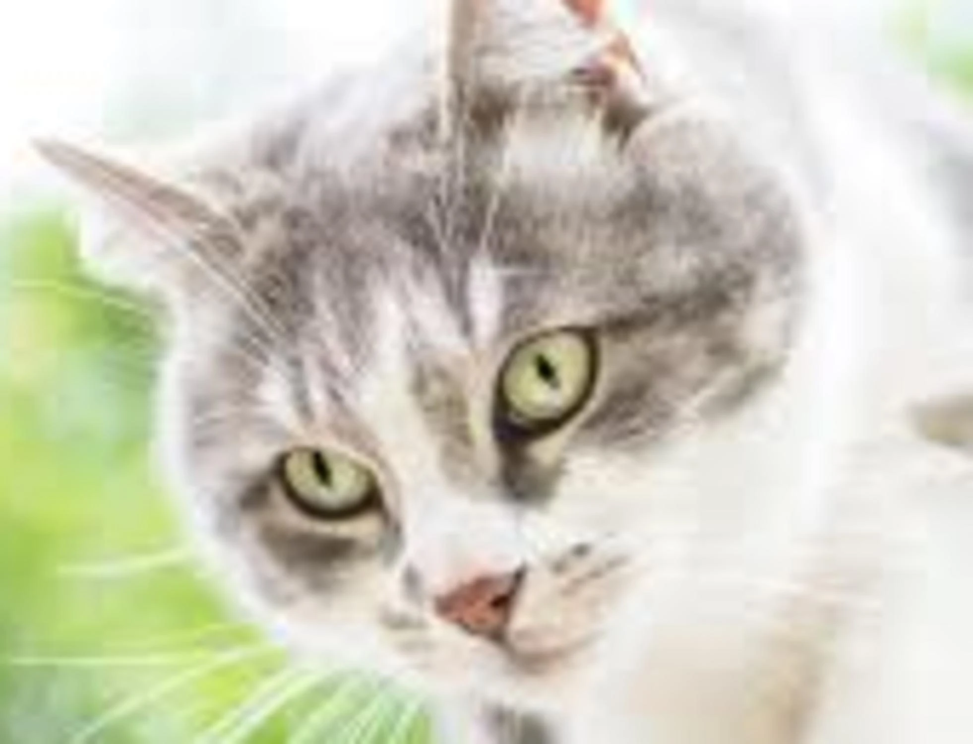 Dal pelo al peso: i problemi comuni che affliggono i gatti