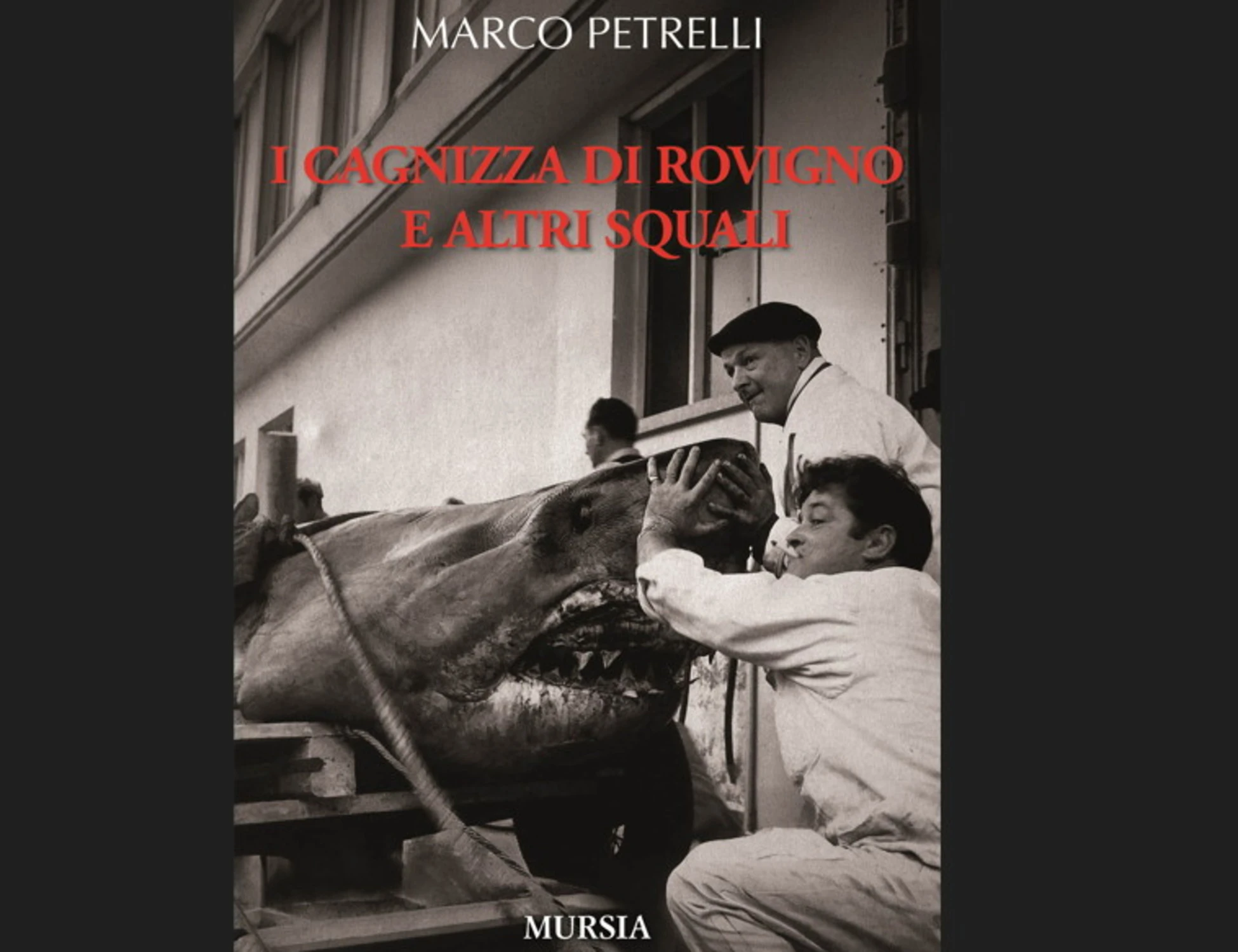 Squali nel Mediterraneo: paura, realtà e memoria