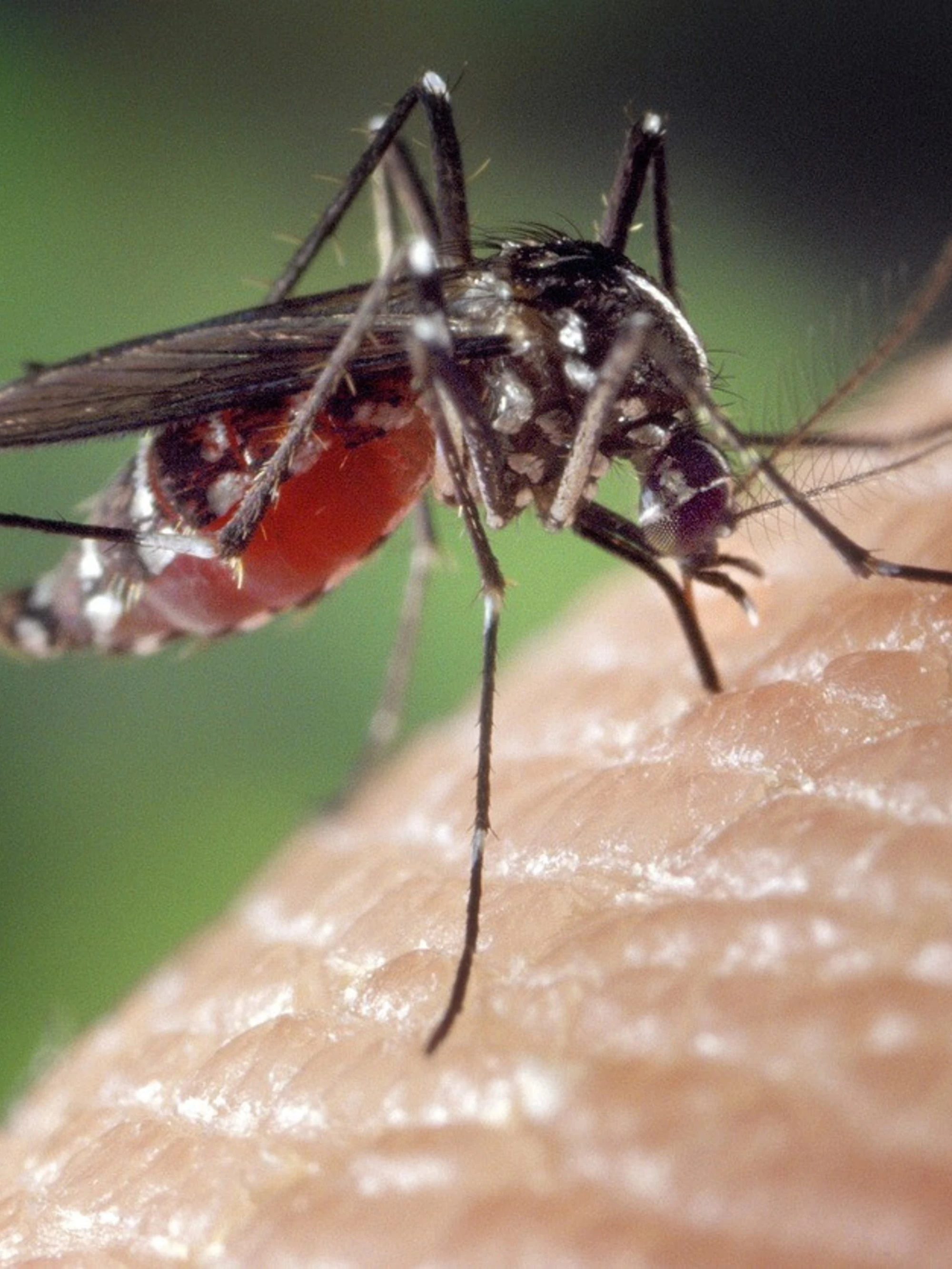 West Nile, 5° morto in Campania e 9 totali: il virus ora fa paura