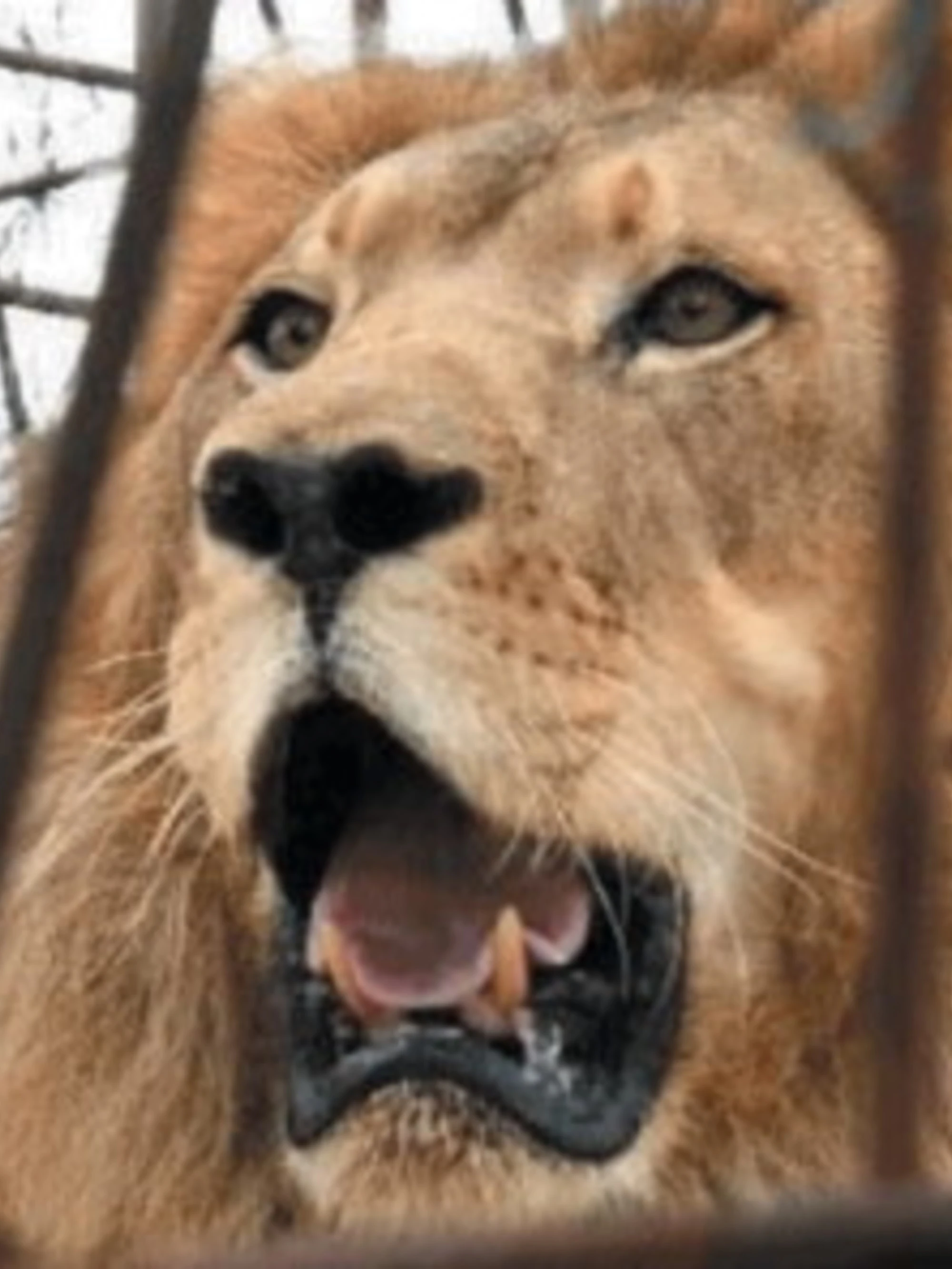 Orrore allo zoo: "Dateci i vostri animali domestici per far mangiare i nostri leoni"