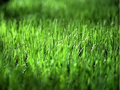 Energia dalle vinacce, un progetto recupera materiali vegetali che si buttano via