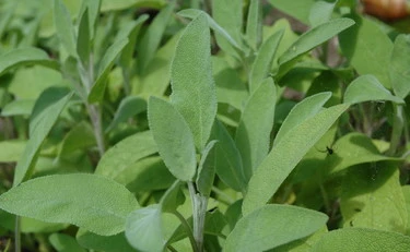 Salvia, gli effetti su memoria e sudore: i segreti svelati