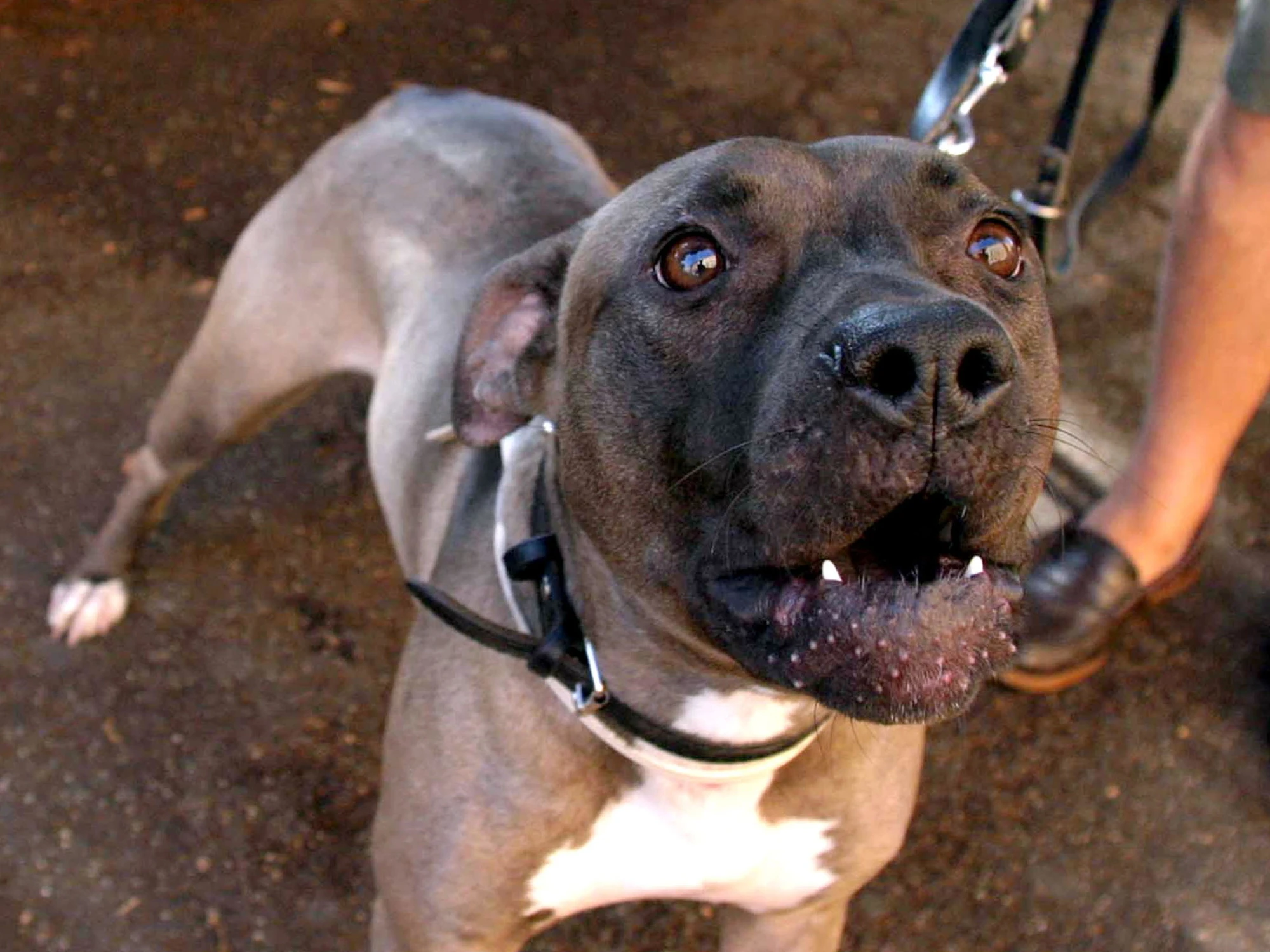 Casoria, pitbull azzanna al volto una 25enne: come la ha ridotta