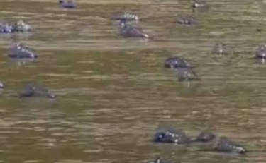 Spiaggia, incubo-Physalia: "Punte centinaia di persone", cosa sta succedendo