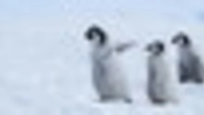 Wwf: pinguino imperatore "in pericolo", verso baratro estinzione