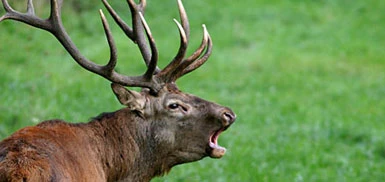 Cervi rossi fermi alla guerra fredda