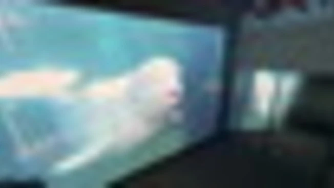 Il mito di Moby Dick in una mostra enciclopedica e inafferrabile