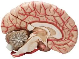 Troppa igiene? Secondo Cambridge rischi l&apos;Alzheimer