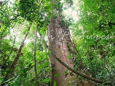 Vietnam, padre e figlio dati per dispersi da 40 anni vivevano nella foresta
