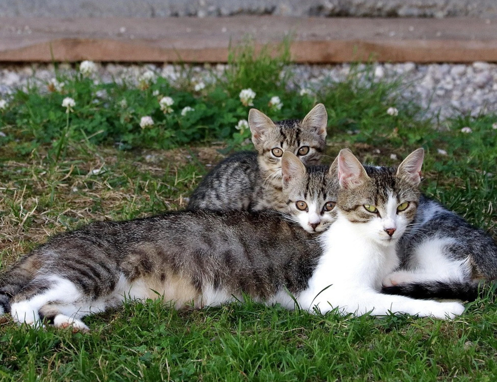 Cogne, scomparsi nel nulla 15 gatti: è caccia al serial killer
