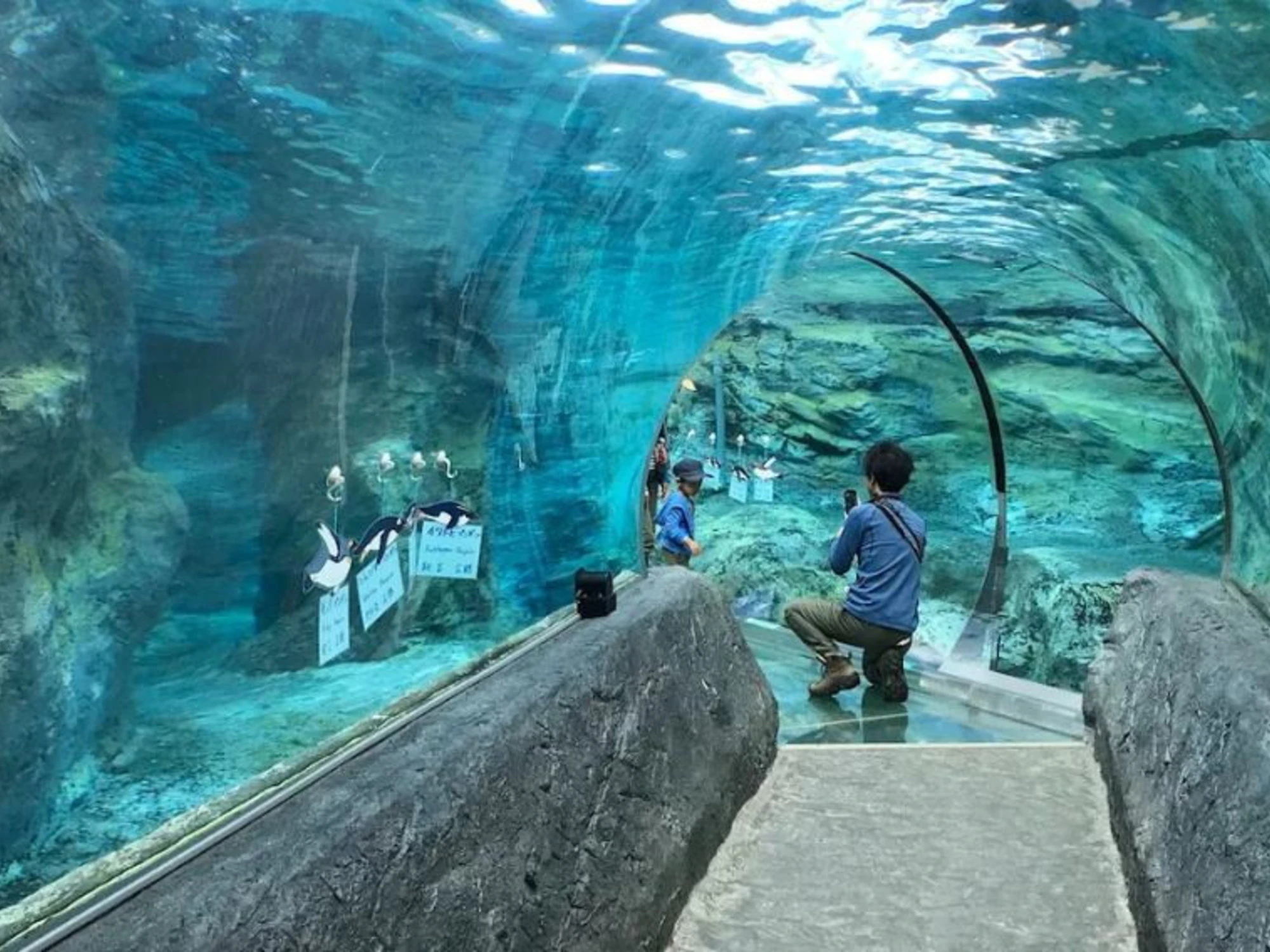 Giappone, ammazza la moglie e la fa sparire allo zoo: una storia atroce