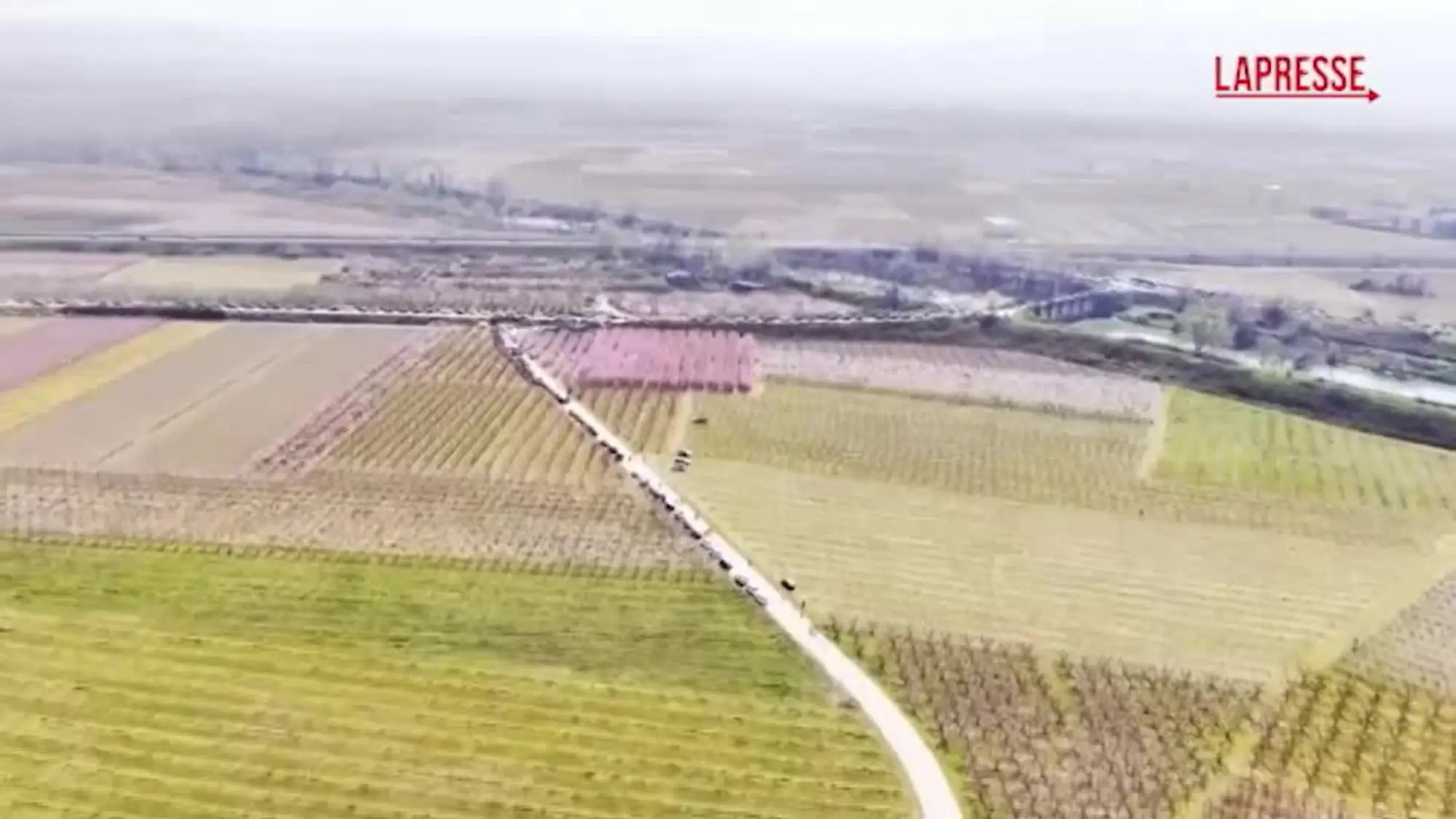 Grecia, un velo di fiori rosa sui campi: migliaia di persone affollano le piantagioni di pesco